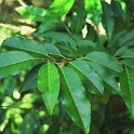 Prunus lusitanica subsp. lusitanica  SUB-ENDEMISMO IBERICO